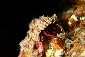 hermit crab on a reef in the Red Sea egypt