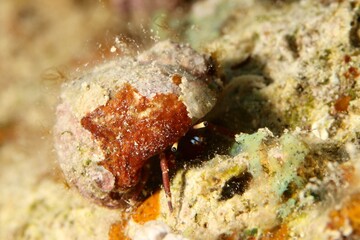 hermit crab on a reef in the Red Sea egypt