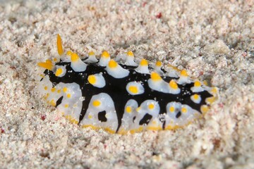 Nudibranch Ruppell's Warty Slug (Phyllidia rueppelii) in the Red Sea Egypt 