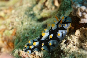 Nudibranch Ruppell's Warty Slug (Phyllidia rueppelii) in the Red Sea Egypt 