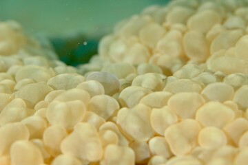 close up of corals and other marine life in the red sea egypt