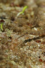 pipefish on a reef in the Red Sea egypt