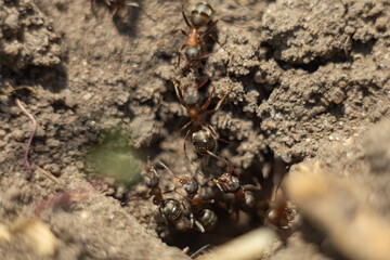 Ants close-up. Ants family. Little black ants are at work. Ants with prey at the entrance to the termite mound.