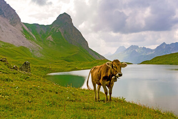 Rappensee - Allgäu - Kuh - Oberstdorf - Alpen