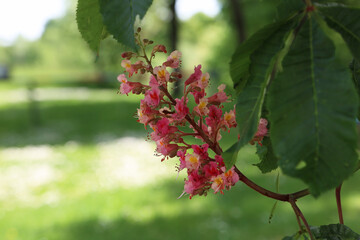 Red Chestnut, Aesculus carnea, Hybrid Aesculus hippocastanum
