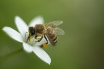Macro photo of a bee. The bee collects pollen. Bee on a white flower.