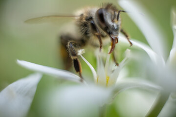 Macro photo of a bee. The bee collects pollen. Bee on a white flower.