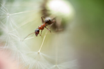 Macro photo of an ant. An ant crawls on a dandelion. Macro photo of insects.