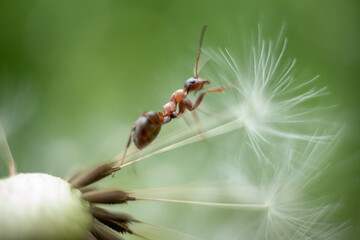 Macro photo of an ant. An ant crawls on a dandelion. Macro photo of insects.