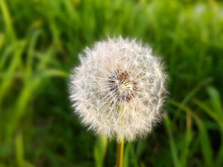 Beautiful white dandelion in the green bright grass in the meadow