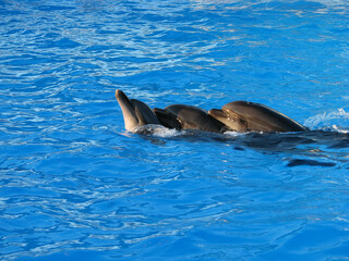 three beautiful dolphins splash in the blue water