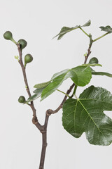 fig fruits growing on Ficus carica tree branch with white background