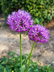 Giant Onion (in german Riesen-Lauch, Riesenzierlauch) Allium giganteum