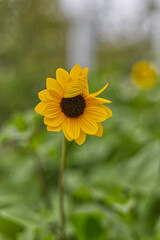 Yellow flower