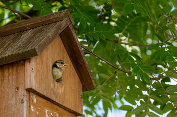 Juvenile blue tit bird, cyanistes caeruleus, looking out of nest box at new surroundings. The bluetit fledged less than an hour later, followed by four siblings