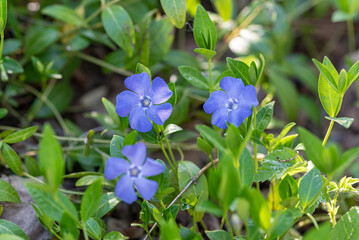 spring Vinca minor flower (lesser periwinkle)