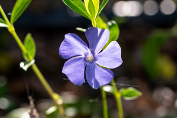 spring Vinca minor flower (lesser periwinkle)