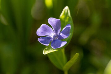 spring Vinca minor flower (lesser periwinkle)
