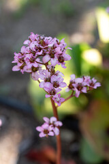 the spring Bergenia flower (elephant-eared saxifrage, elephant's ears)