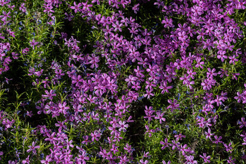 The Phlox subulata (creeping phlox, moss phlox, moss pink, mountain phlox)