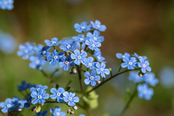the spring blue Omphalodes flowers