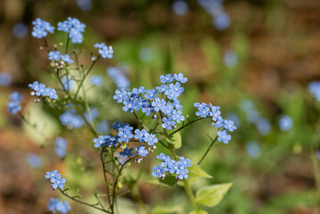 the spring blue Omphalodes flowers