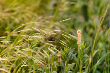Plantago lanceolata. Ribwort plantain, narrowleaf plantain, English plantain, ribleaf, lambs tongue. Plantain in the rays of the setting sun, selective focus, shallow depth of field