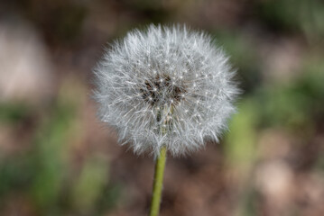 the puff-ball - dandelion clock