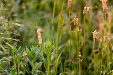 Plantago lanceolata. Ribwort plantain, narrowleaf plantain, English plantain, ribleaf, lambs tongue. Plantain in the rays of the setting sun, selective focus, shallow depth of field