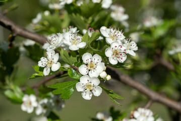 white Crataegus flowers (hawthorn, quickthorn, thornapple, May-tree, whitethorn, Mayflower, hawberry)