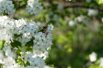 white Crataegus flowers (hawthorn, quickthorn, thornapple, May-tree, whitethorn, Mayflower, hawberry)
