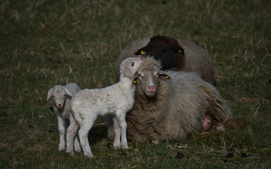 schaf, lamb, tier, bauernhof, ziege, gras, weiß, ackerbau