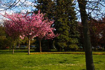 spring in the park