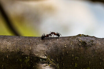 ants are hardworking little animals