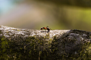 ants are hardworking little animals