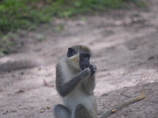 monkey