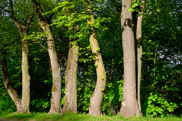 Seasons. Spring in the old park.. Alley. Trunks of tall old maples in the rays of the evening sun