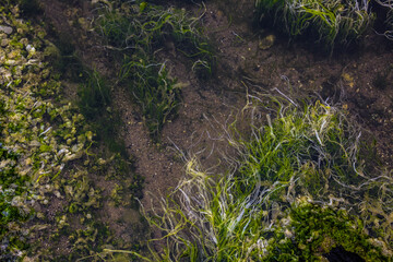 vibrant crazy patterns in pond