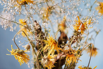 dry flowers bouquet on the blue background