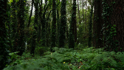 Fototapeta premium Woods