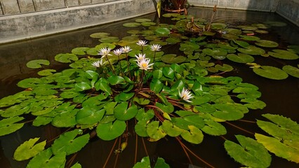 plants in a greenhouse