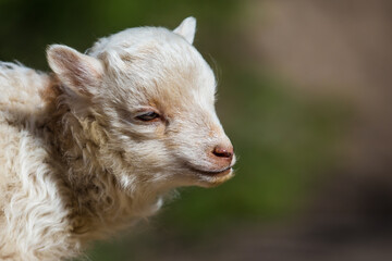 Fototapeta premium Sheep and rams are useful pets