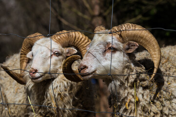 Sheep and rams are useful pets