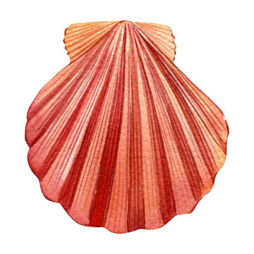 recommend clip art: Sea shell on isolated white background, watercolor illustration