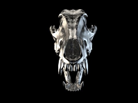 Metal wolf skull with open jaws - front view