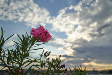 Flower with sky background 
