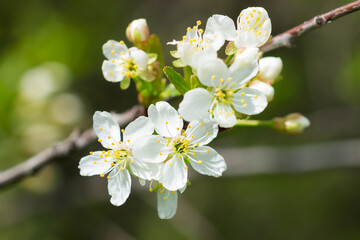 Prunus cerasus, of the family Rosaceae. Central Russia.