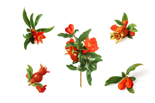 Set of various pomegranate branches with flowers, unripe growing fruits and leaves isolated on white background.