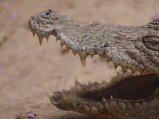 crocodiles, alligator