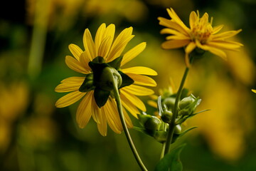 Yellow flowers in the garden